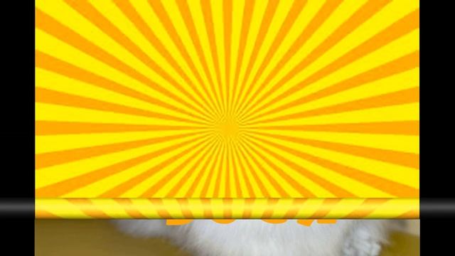 Самые лучшие имена для кошек смотреть онлайн