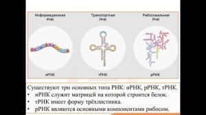 2. Молекулярные основы наследственности