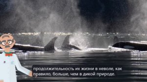 Белый медведь против Кит-убийца