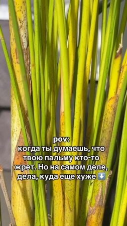#комнатныерастения #озеленение #фитодизан