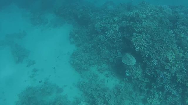 Дайверы и черепаха JAZ Saraya смотреть онлайн