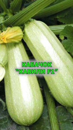 Список вкусных кабачков для дачи