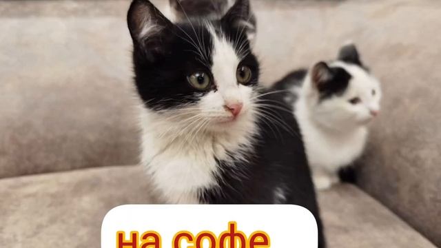 Подкидыши подросли и ищут дом смотреть онлайн