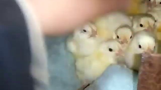 Добові курчата замерзають у брудері! Що робити??? Вимкнули світло
