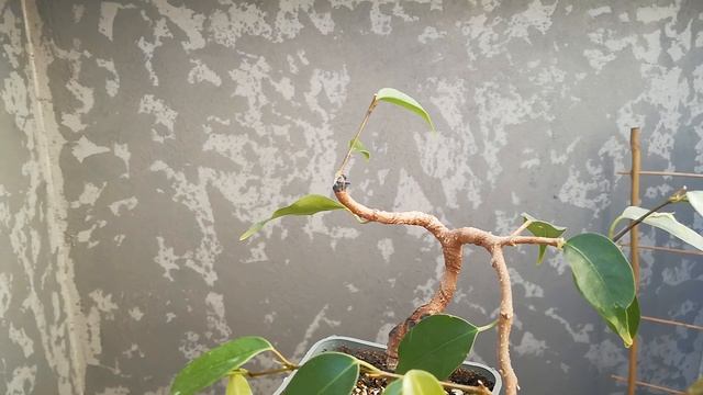 Фикус на камне. ЧАСТЬ 3.