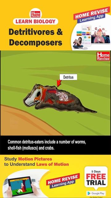 Detritivores & Decomposers | Learn Biology with Home Revise