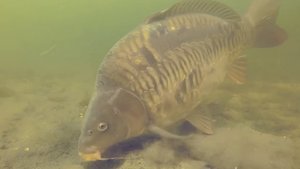 Лучшая подборка видео о подводной ловле карпа