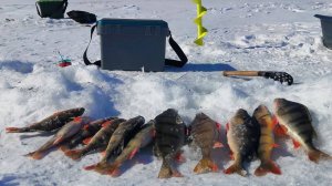 ОКУНИ гиганты ловятся на ЭТОМ ОЗЕРЕ))) ПОДВОДНЫЕ СЪЕМКИ, ПОКЛЕВКИ ВСЕ КАК ВЫ ЛЮБИТЕ!!!!