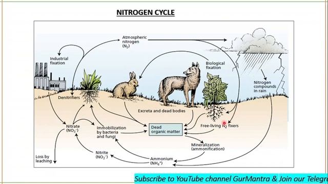 Nitrogen Cycle | Nitrogen Assimilation | GATE XL | Gurmantra смотреть онлайн