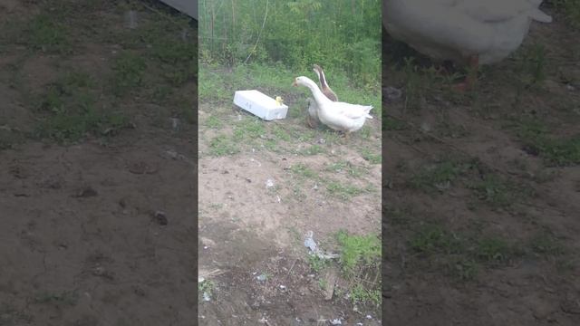 #гуси первая встреча. смотреть онлайн