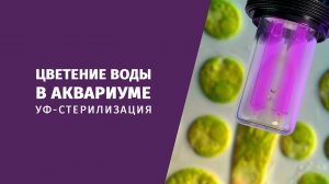Цветение воды в аквариуме и мифы УФ-стерилизации