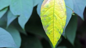 Ученые нашли в России сорняк из Европы, способный разрушать фундаменты домов