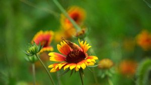11536947-uhd_3840_2160_30fps