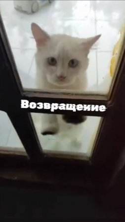 Возвращение Кота спустя пять лет 🤣