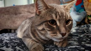 деревенский кот, мечтаю о жизни в деревне, деревенская жизнь, уютная атмосфера