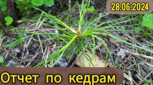 28 июня 2024 г. отчёт по кедрам и прочим.