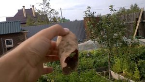 Крот съел морковь!