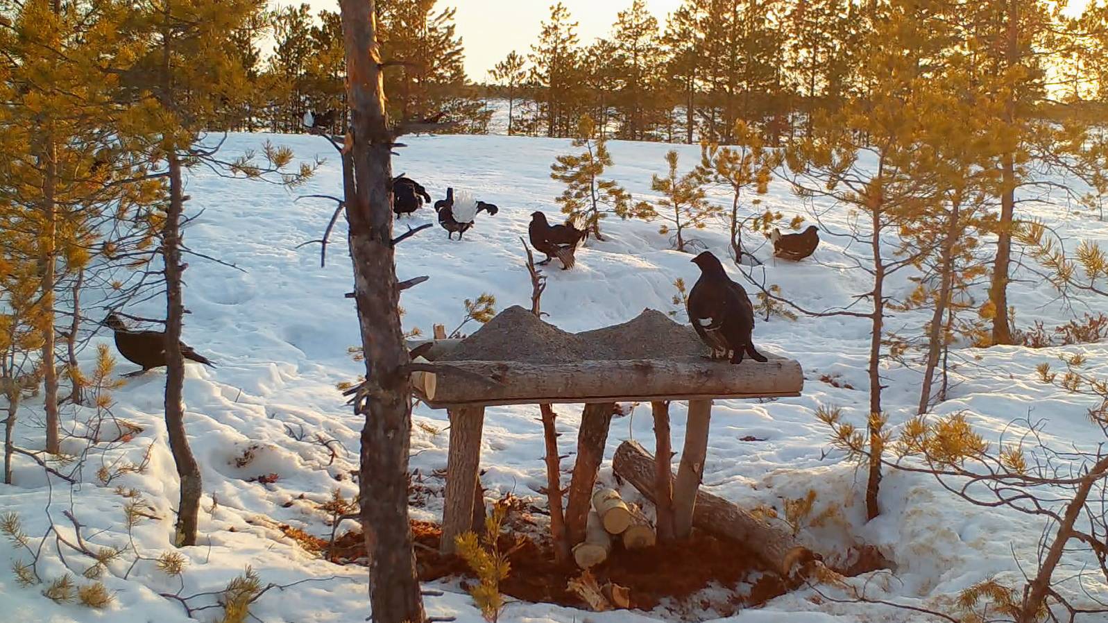 Сделал галечник на болоте прямо на тетеревином току! Как на него отреагировали косачи?