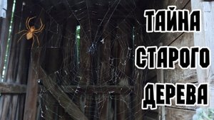 Тайна старого дерева