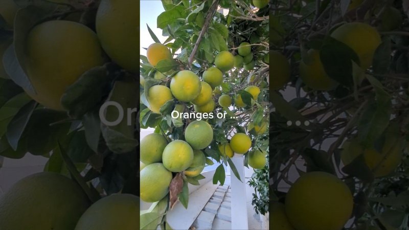 Oranges or grapefruit?
