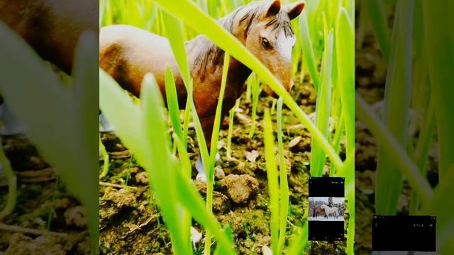 Фотки с 2019-2017 !) Лошадей шляйх. смотреть онлайн