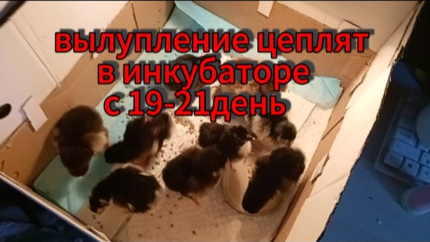 вылупление цеплят в инкубаторе с 19-21день