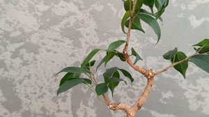 Фикус на камне. Часть 12