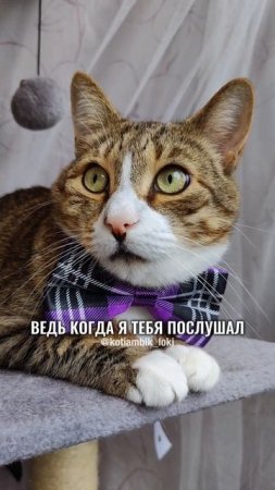 Разговор с Алисой: Ты правда так считаешь?🤣