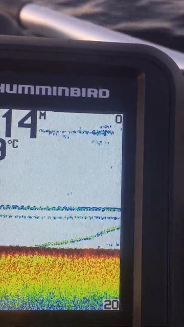Ловля сома. Вид в эхолоте смотреть онлайн