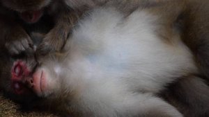Snow Monkey Grooming