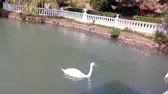 Отпуск в Сочи 2023. Сириус Сочи. Адлер. Парк Южные культуры. Главный пруд. Лебеди и самолет