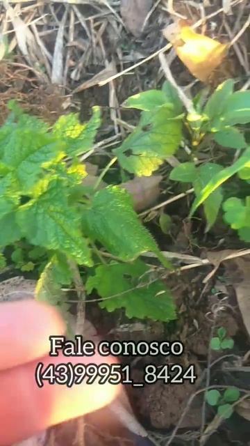 erva cidreira verdadeira смотреть онлайн