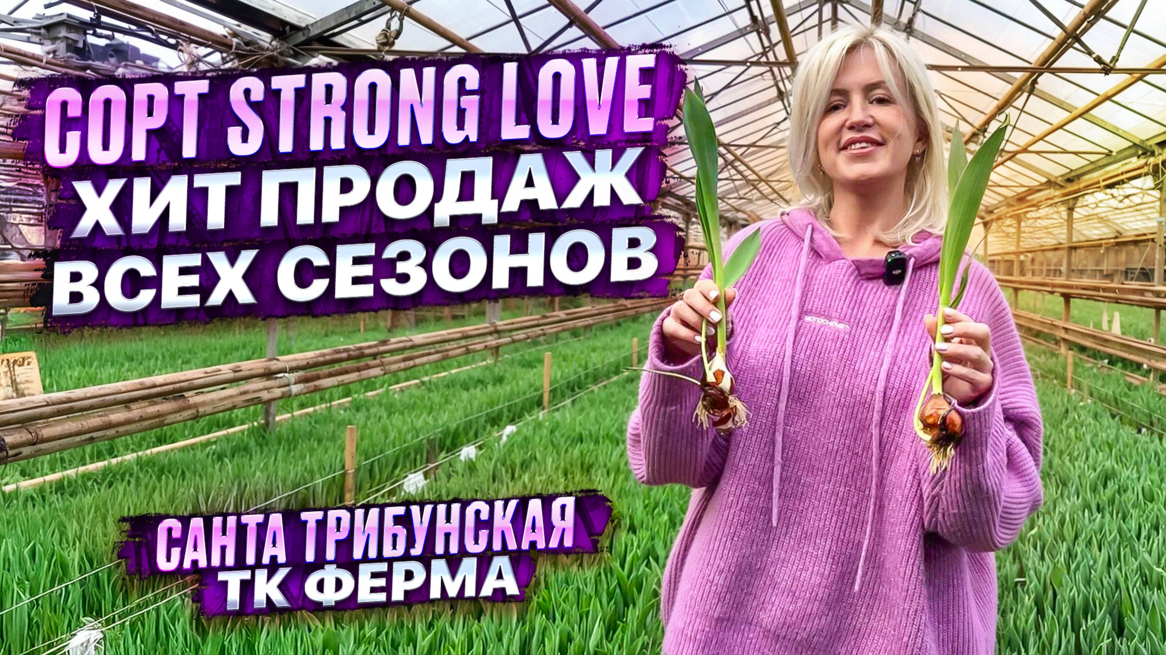 Сорт тюльпана Strong Love