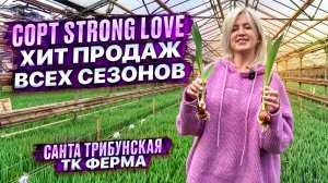 Сорт тюльпана Strong Love