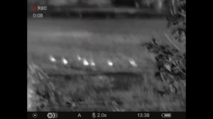 Pulsar Axion 2 XQ35 PRO spotting partridge before  gamehawking.