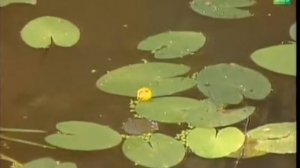 Рамиль Миндияр и Гульназ Каримова - Тонбоеклар (1988)