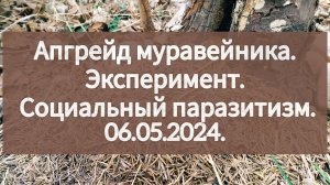 06.05.2024 Апгрейд муравейника рыжих лесных муравьёв