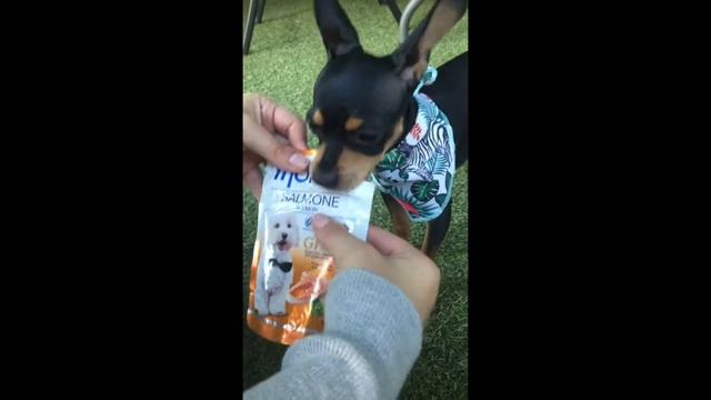 Alimento para perros Monge