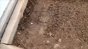 Парник в теплице для рассады🏡 Посеяла редис