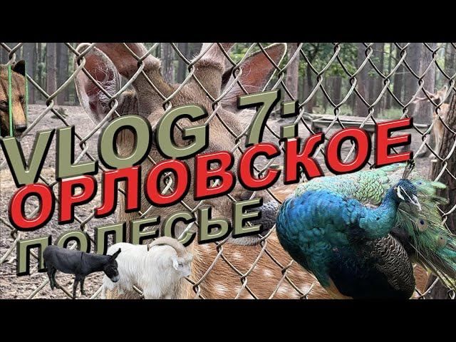 VLOG 7: Орловское полесье