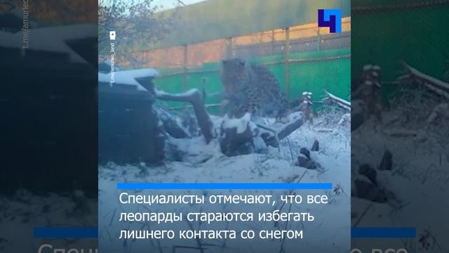 Фотоловушка запечатлела реакцию спасенного в Приморье леопарденка на первый снег смотреть онлайн