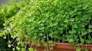 Дихондра - красивое ампельное растение, выращивание на улице и в доме - Советы для цветника