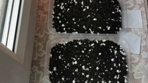 АДЕНИУМ пришлось пересаживать/купила фитолампу/САЖАЮ ГИПОЭСТЕС! 🌱🌱🌱
