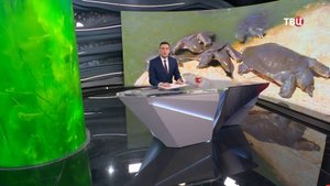 Школьники присоединились к проекту по сохранению дальневосточных черепах / События на ТВЦ