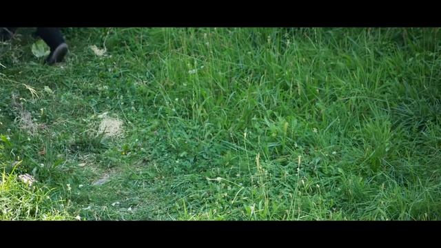 Is This the Last Common Ancestor of African Apes and Humans? | Nakalipithecus смотреть онлайн