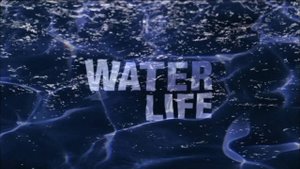 26 сезон 7 серия | Тёмная вода | Водная жизнь