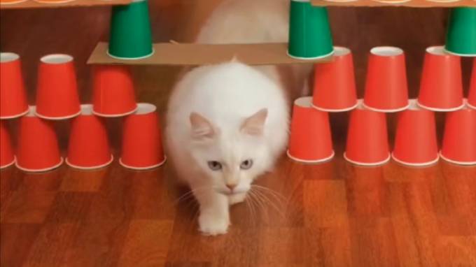 Приключения кота Тимофея