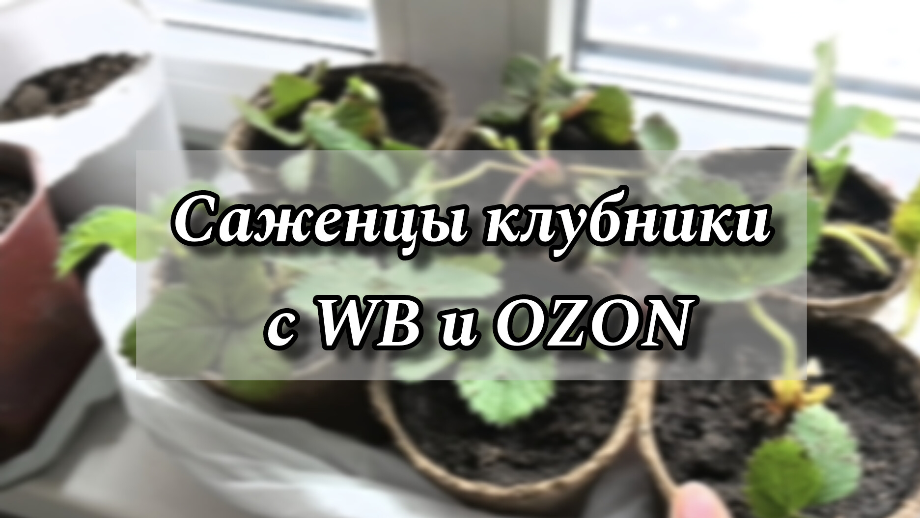 Обзор саженцев клубники с WB и OZON
