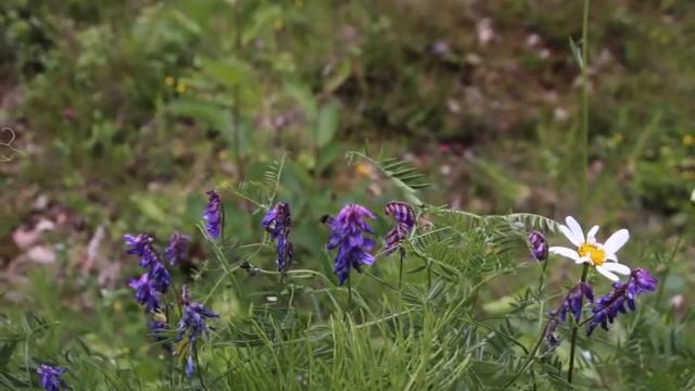 Midsummer's Day in Dala, Sweden смотреть онлайн