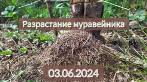 03.06.2024 Разрастание муравейника муравьев Formica polyctena.
